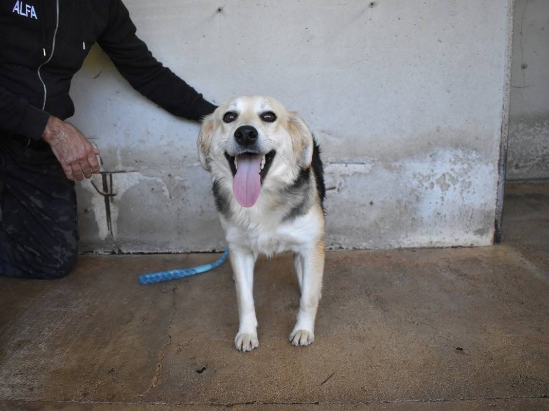 Adotta il cane Fioralba a Roma