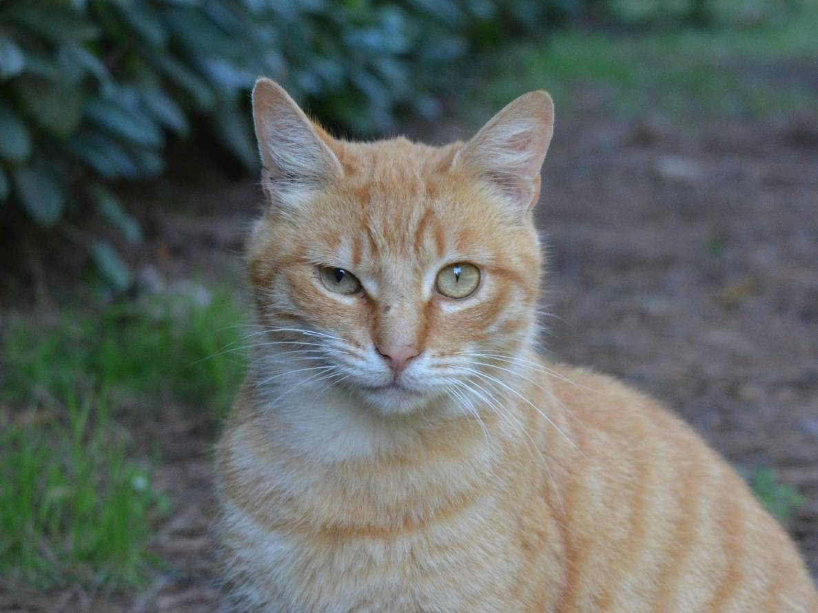 Adozione gatto, maschio, Razza sconosciuta Razza sconosciuta, 1 anno e 7 mesi, taglia non valida, Roma