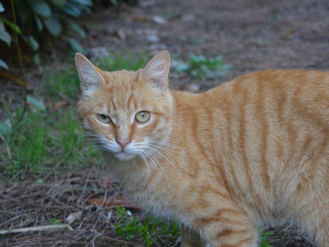 Adotta un gatto, maschio, 1 anno e 7 mesi, Roma