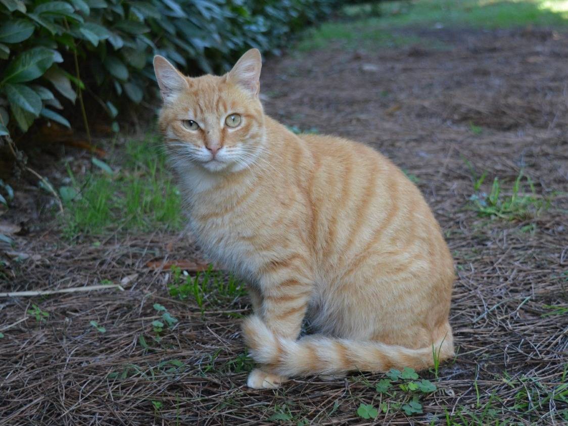 Vuoi adottare un gatto a Roma?