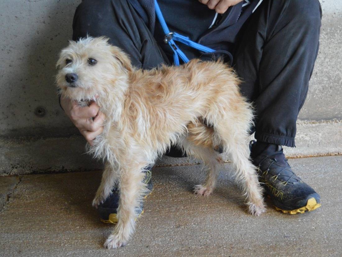 Adozione cane, femmina, Spinone Razza sconosciuta, 1 anno e 3 mesi, taglia piccola, Roma