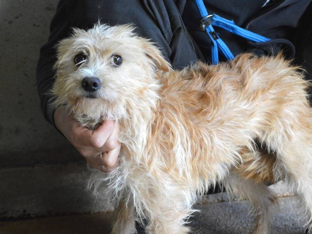 Adotta un cane, taglia piccola, femmina, Roma