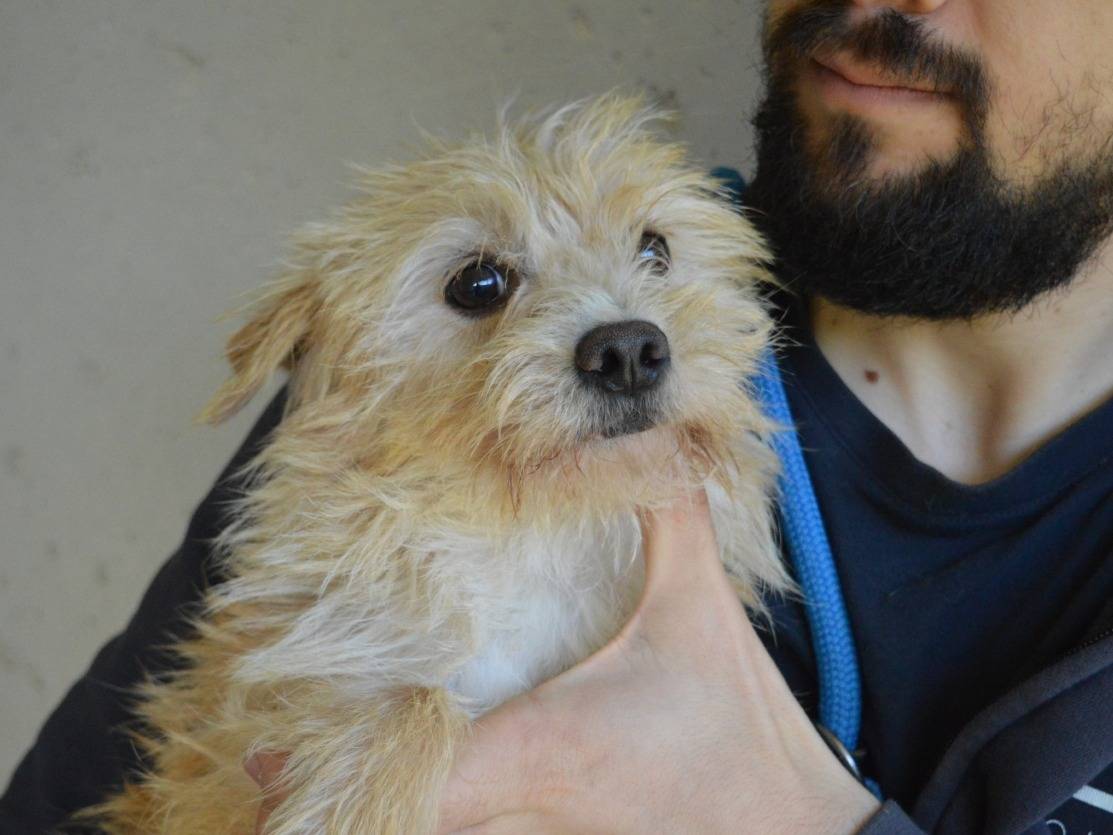 Vuoi adottare un cane a Roma?