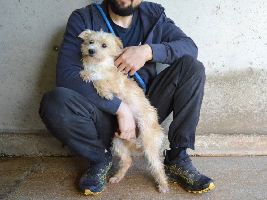 Adotta il cane Belyra a Roma