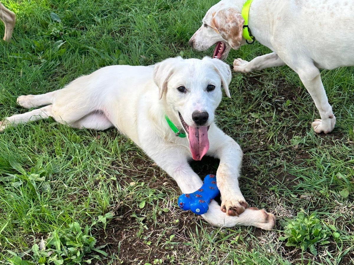 Adotta un cane, femmina, 4 mesi, Salerno