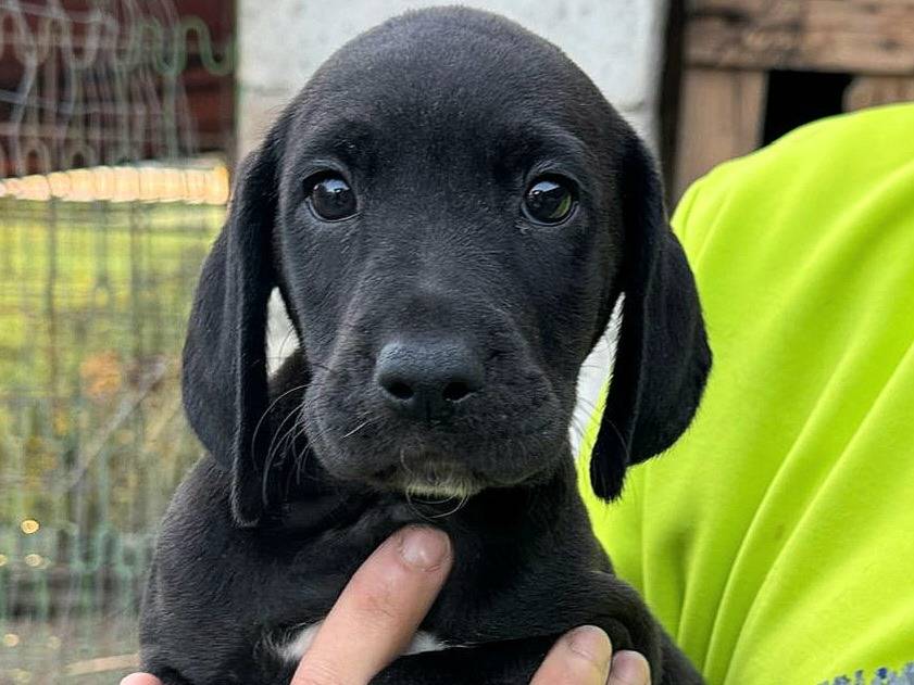 Adotta un cane, femmina, 2 mesi, Verona