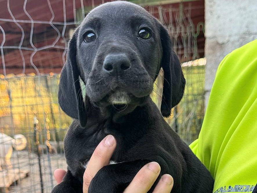 Adotta un cane, taglia media, femmina, Verona