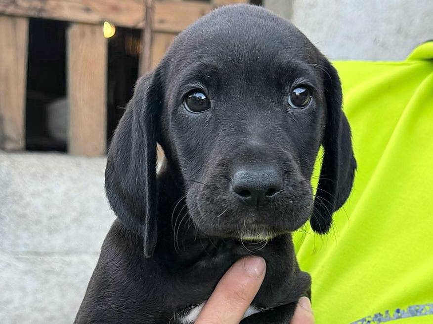 Vuoi adottare un cane a Verona?