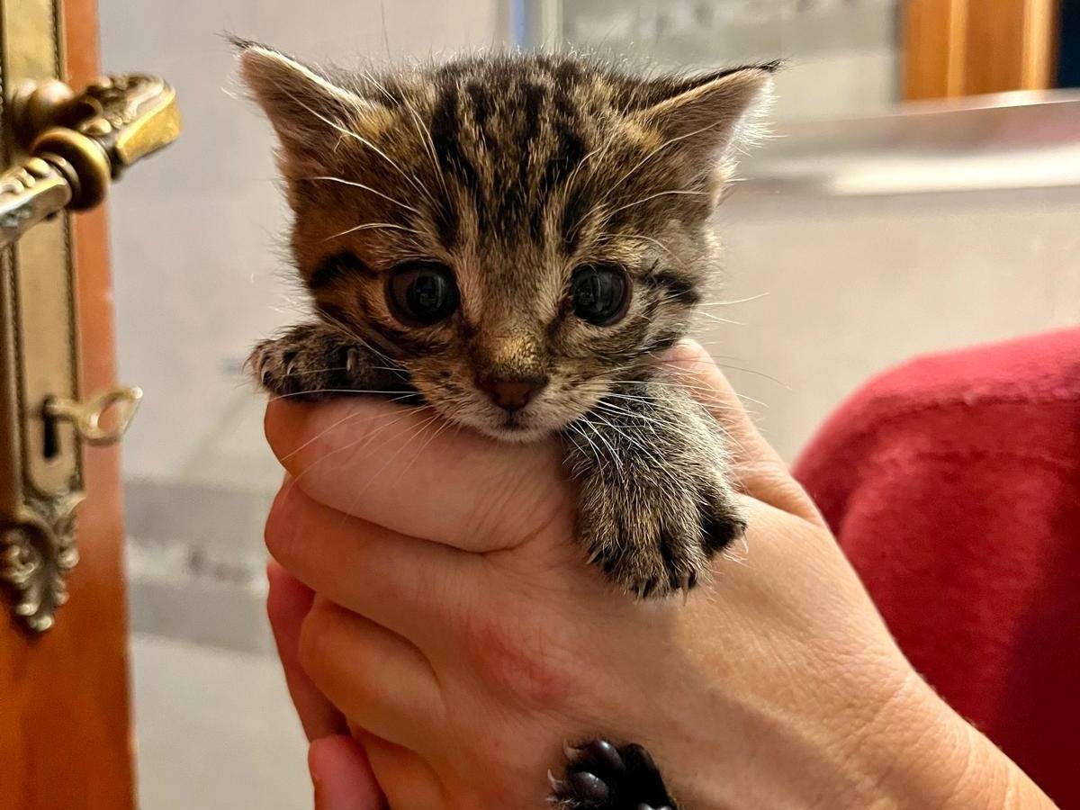 Adozione gatto, femmina, Razza sconosciuta Razza sconosciuta, 1 mesi, taglia non valida, Ancona