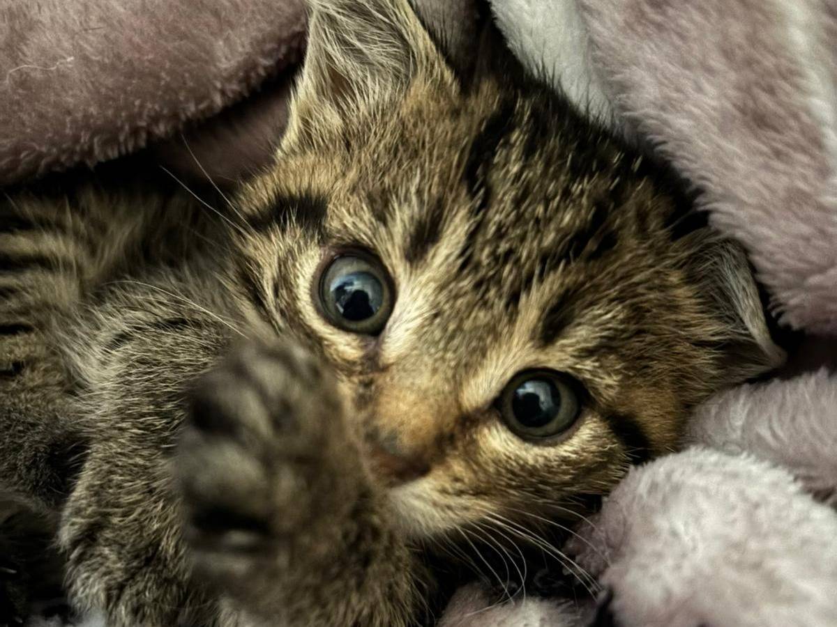 Adotta un gatto, femmina, 1 mesi, Ancona