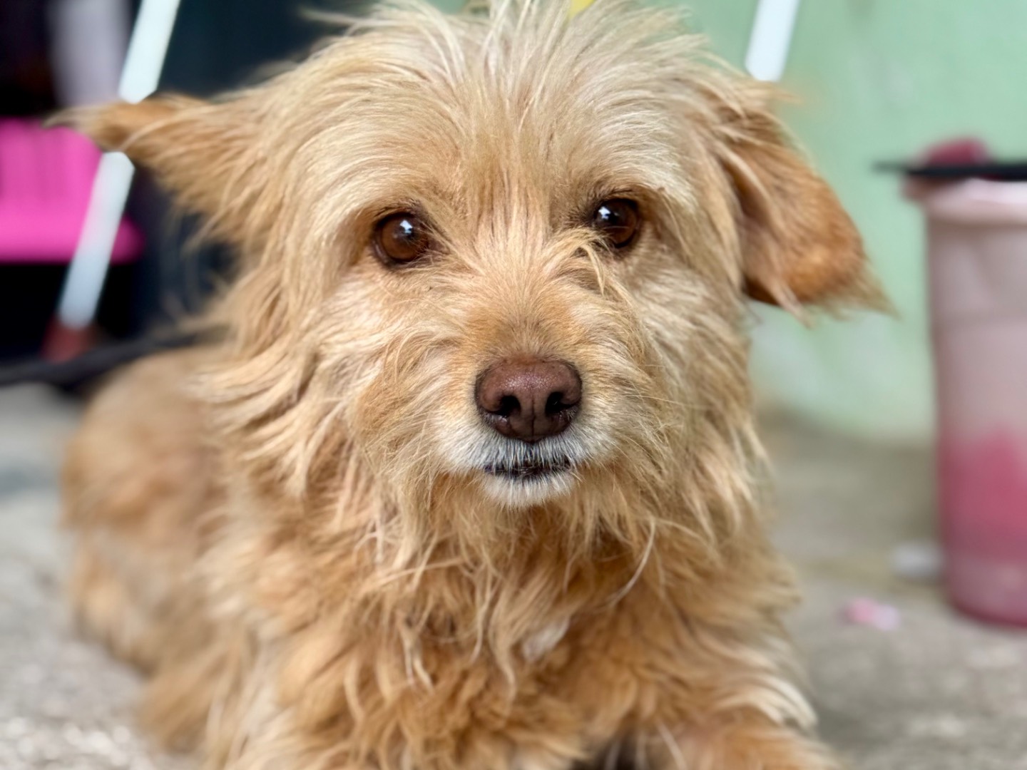 Adozione cane, femmina, Razza sconosciuta Razza sconosciuta, 5 anni e 2 mesi, taglia piccola, Salerno