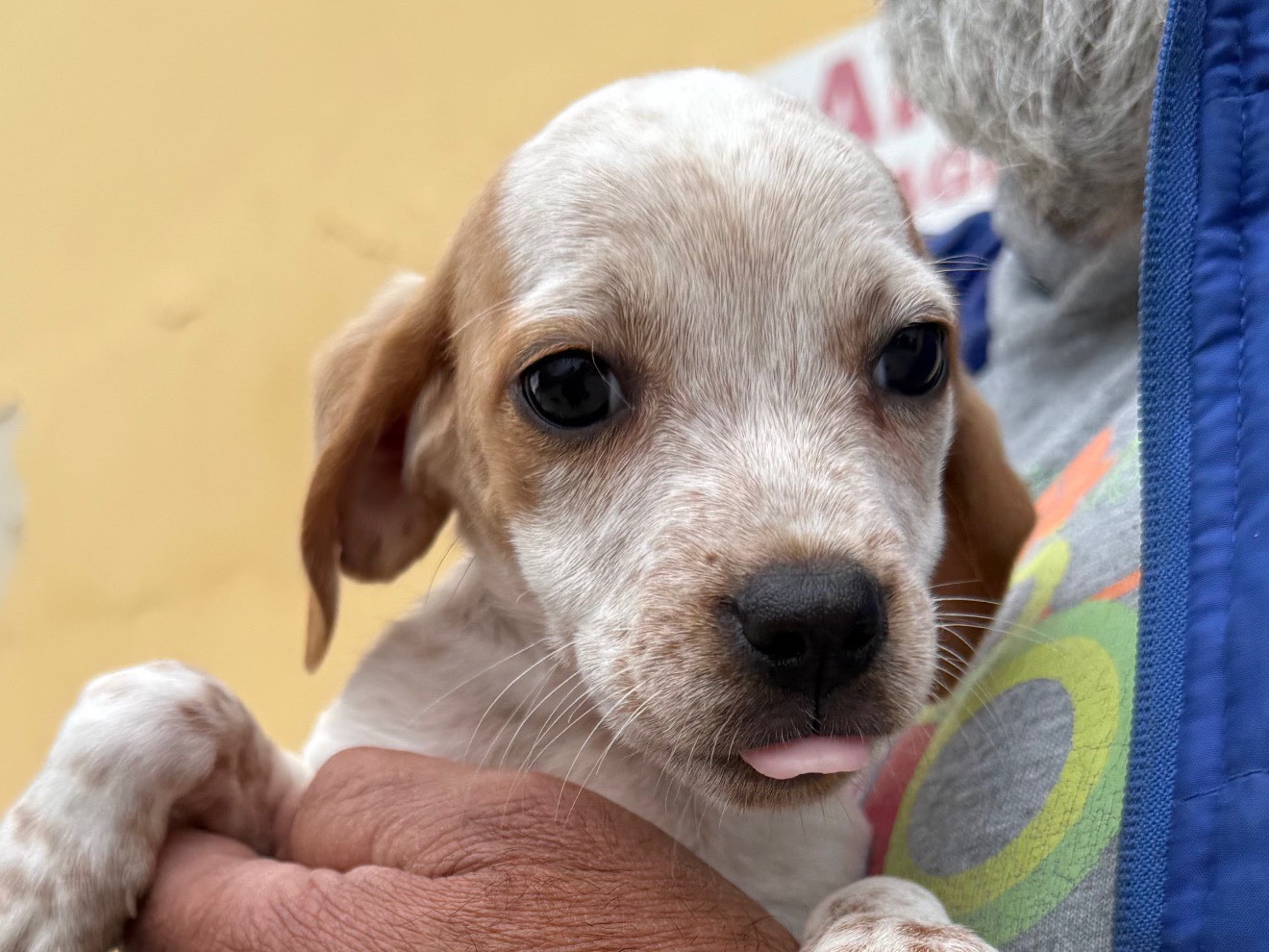 Adozione cane, femmina, Breton Razza sconosciuta, 3 mesi, taglia media contenuta, Matera