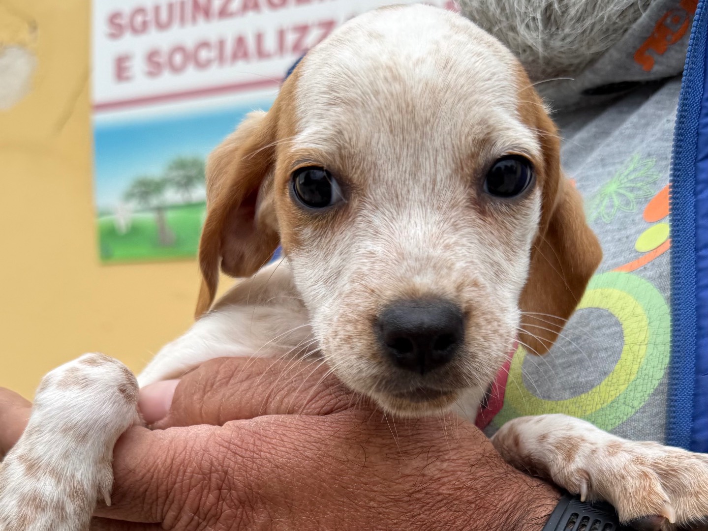 Adotta un cane, femmina, 3 mesi, Matera