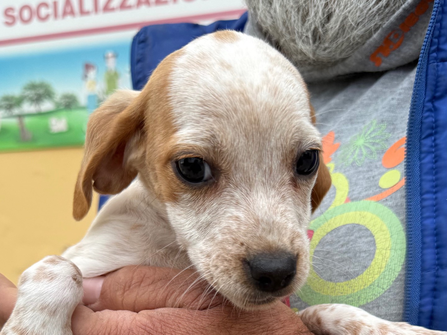 Adotta un cane, taglia media contenuta, femmina, Matera