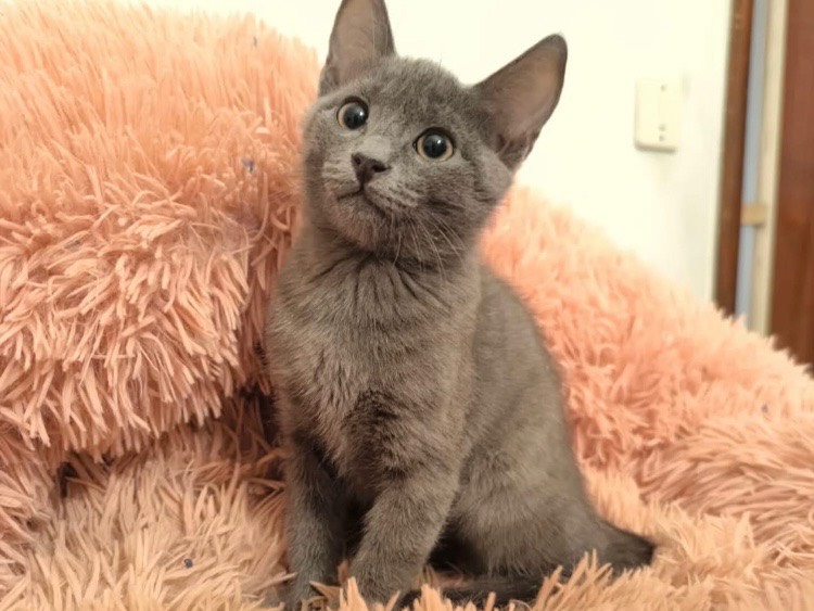 Adozione gatto, maschio, Razza sconosciuta Razza sconosciuta, 5 mesi, taglia non valida, Bari