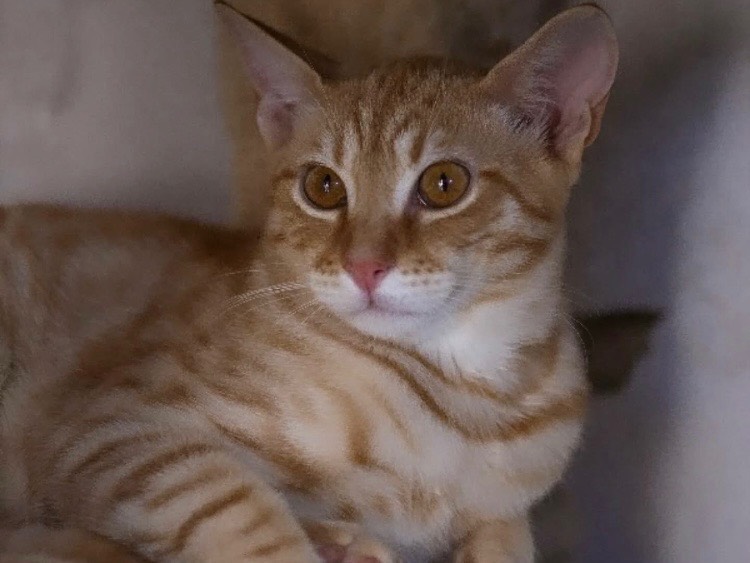 Adozione gatto, maschio, Razza sconosciuta Razza sconosciuta, 7 mesi, taglia non valida, Bari