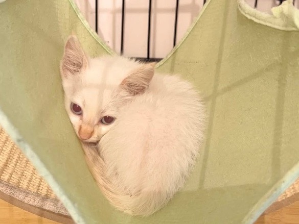 Adozione gatto, femmina, Razza sconosciuta Razza sconosciuta, 3 mesi, taglia non valida, Bari