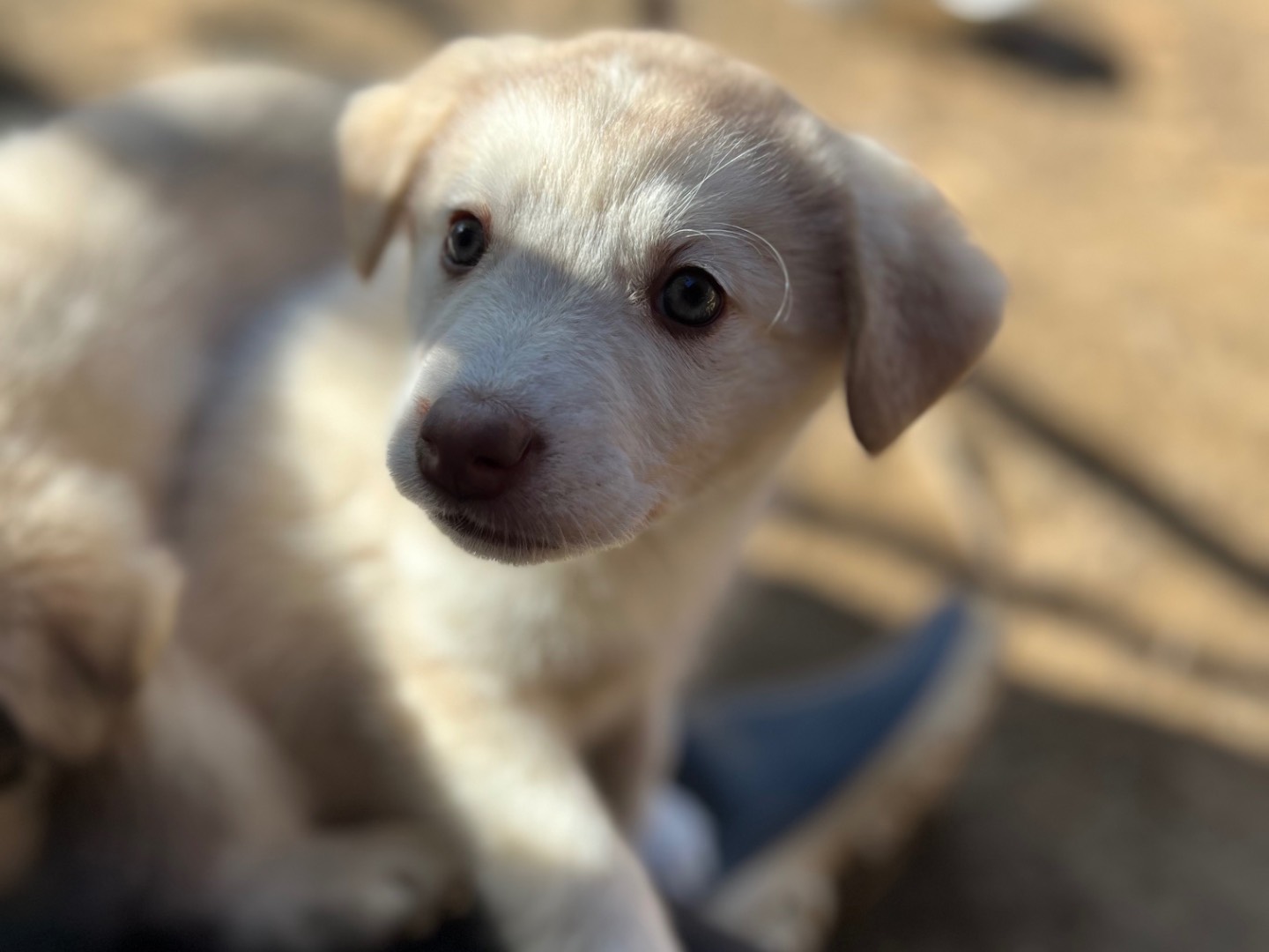 Adotta un cane, femmina, 2 mesi, Roma