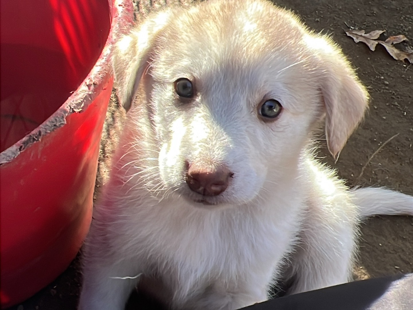 Adotta un cane, taglia media, femmina, Roma