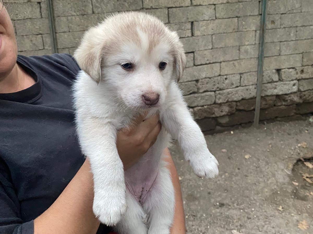 Vuoi adottare un cane a Roma?