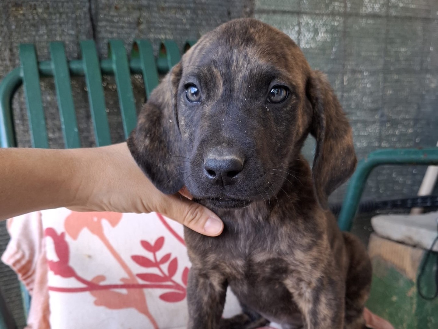Adozione cane, maschio, Razza sconosciuta Razza sconosciuta, 3 mesi, taglia media, Foggia