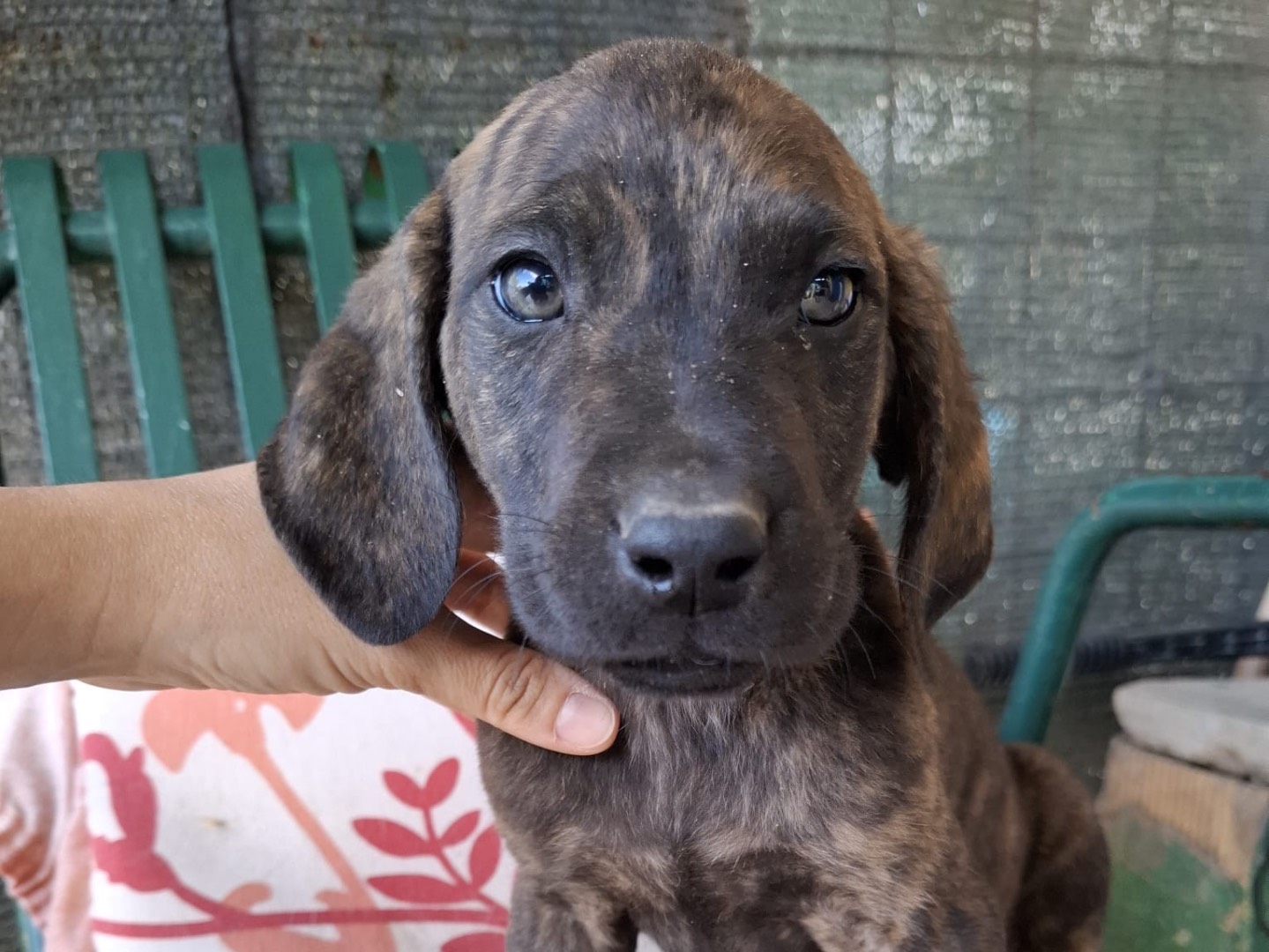 Adotta un cane, maschio, 3 mesi, Foggia