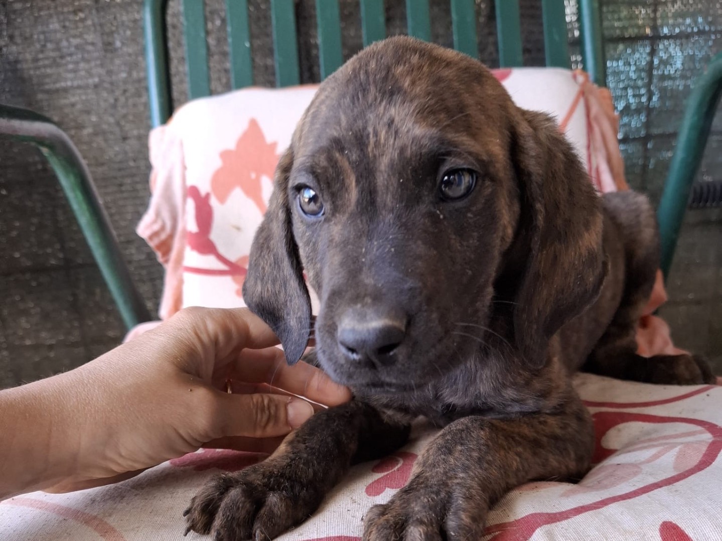 Adotta un cane, taglia media, maschio, Foggia