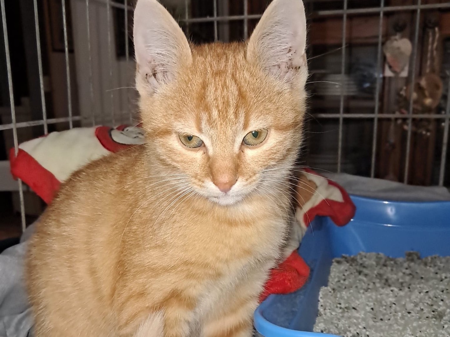 Adozione gatto, maschio, Razza sconosciuta Razza sconosciuta, 4 mesi, taglia non valida, Latina