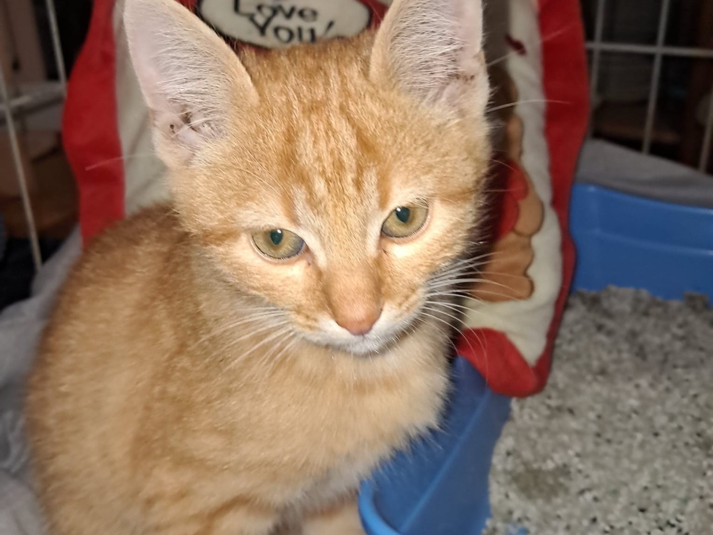 Adotta un gatto, maschio, 4 mesi, Latina