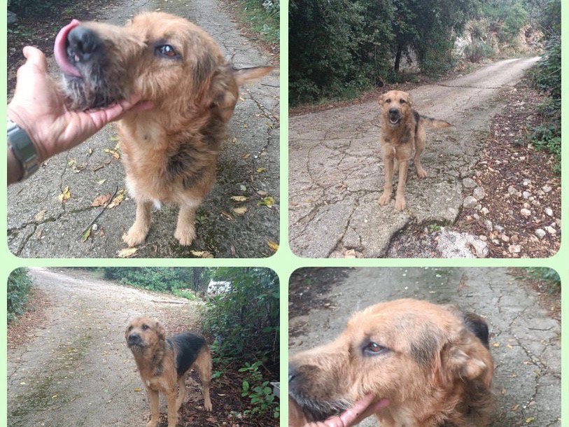 Adozione cane, maschio, Razza sconosciuta Razza sconosciuta, 1 anno e 6 mesi, taglia media, Foggia