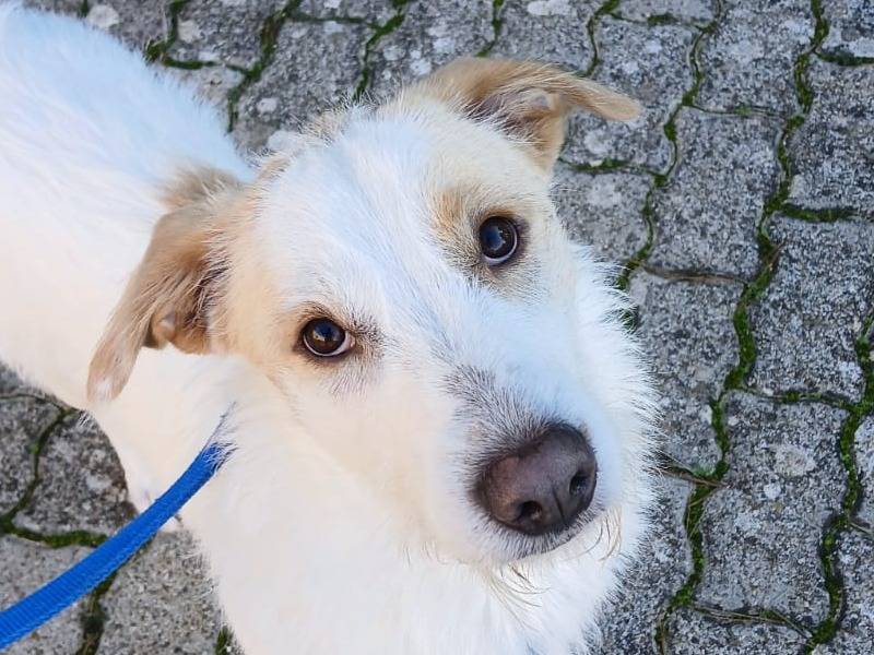 Adozione cane, maschio, Spinone Razza sconosciuta, 10 mesi, taglia media, Bari