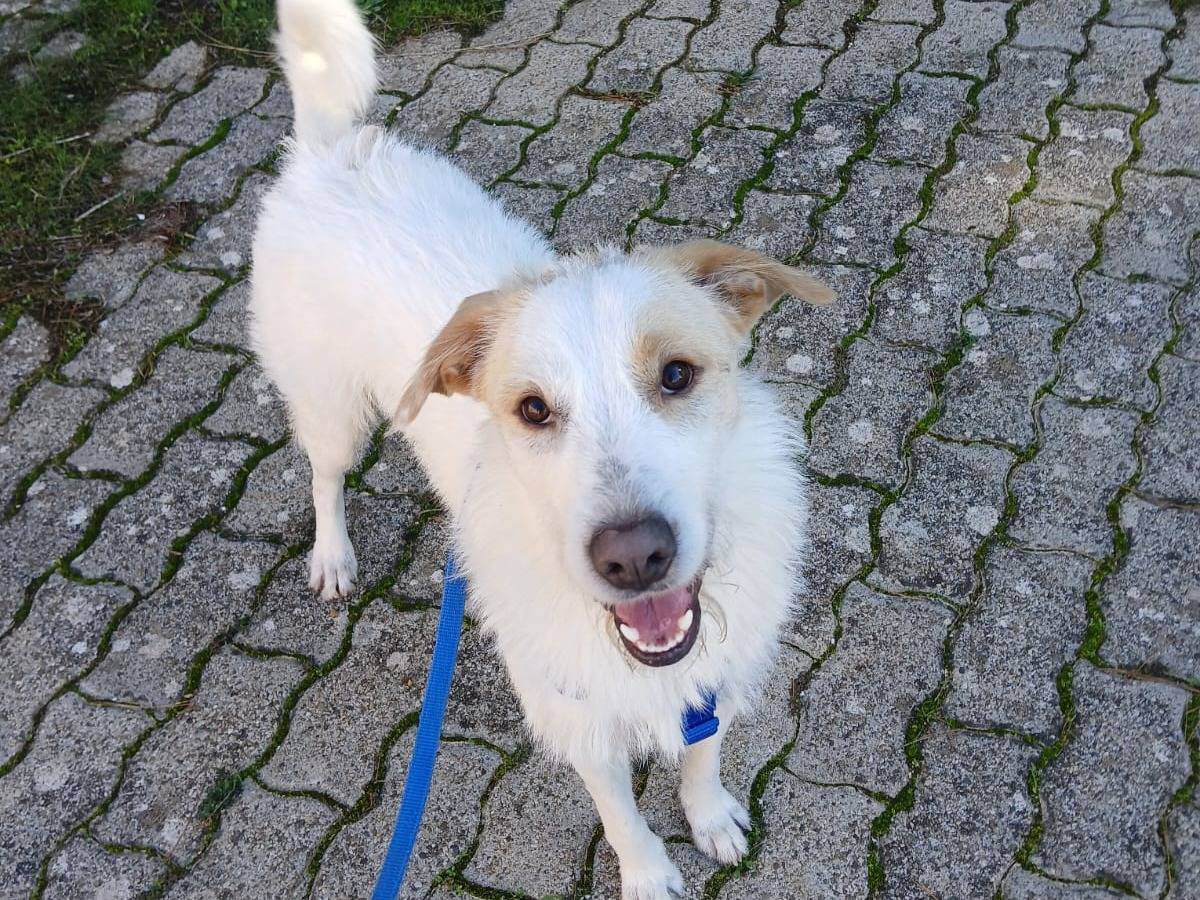 Adotta un cane, taglia media, maschio, Bari