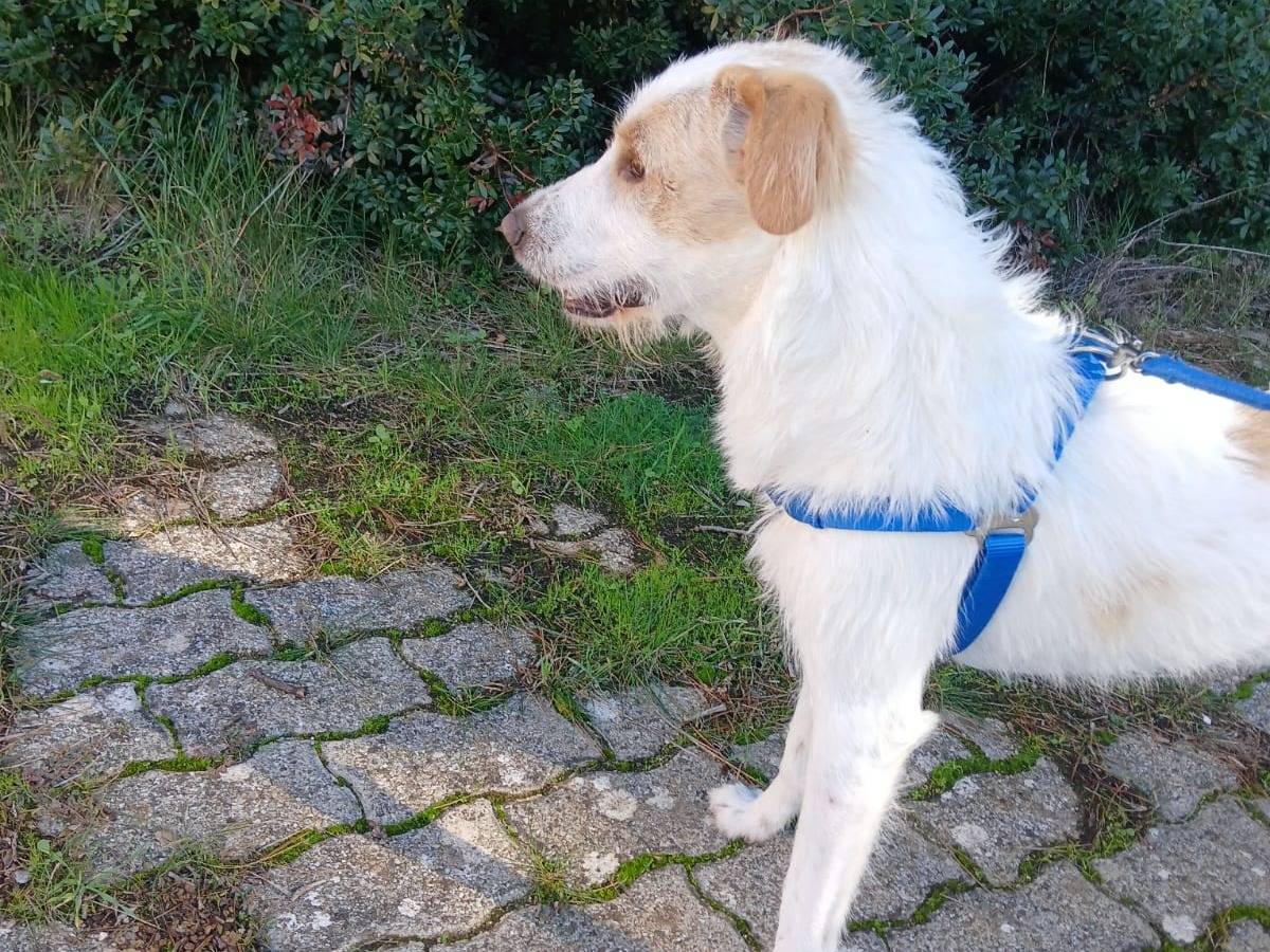 Vuoi adottare un cane a Bari?