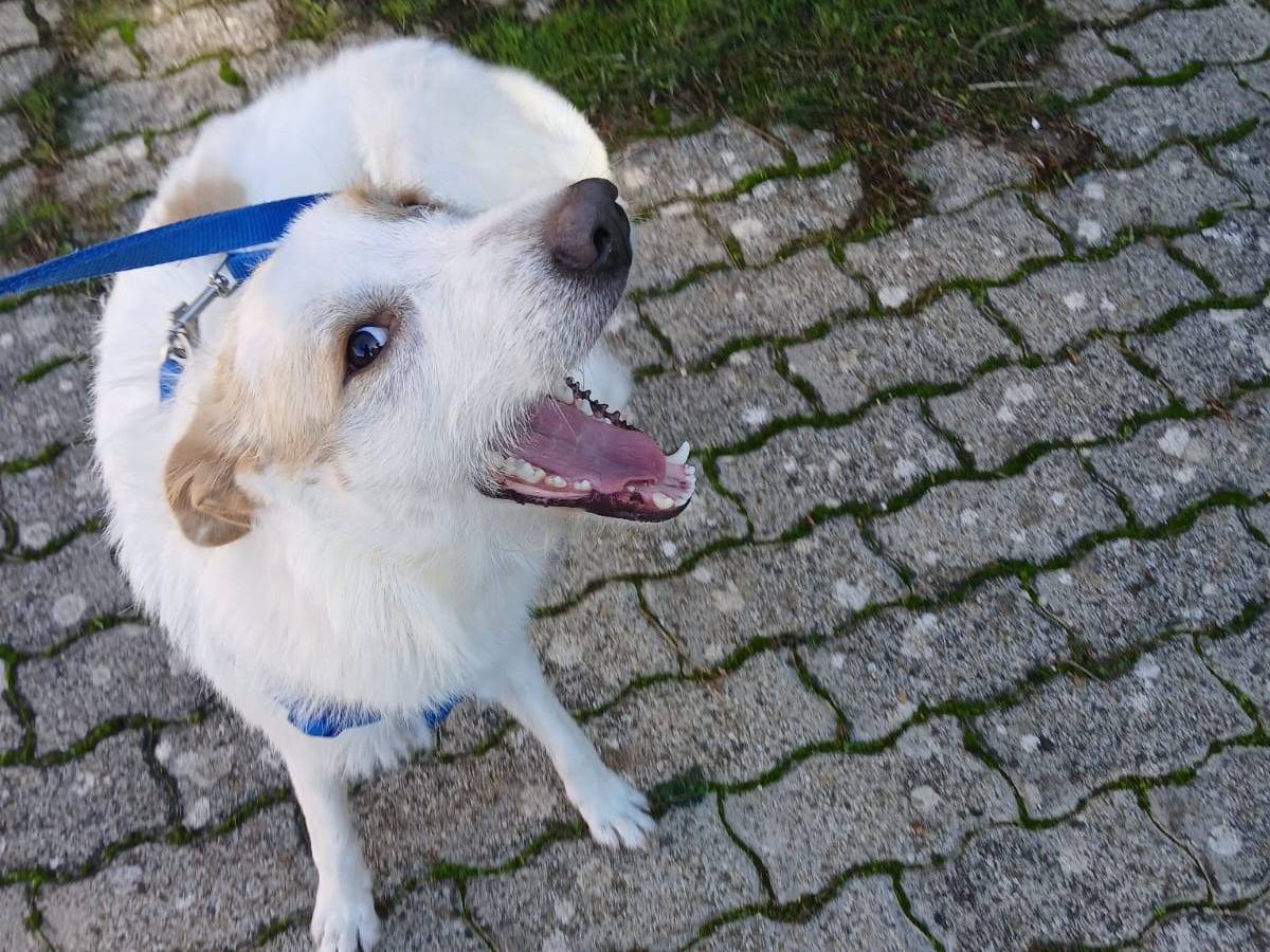 Adotta il cane Gino a Bari