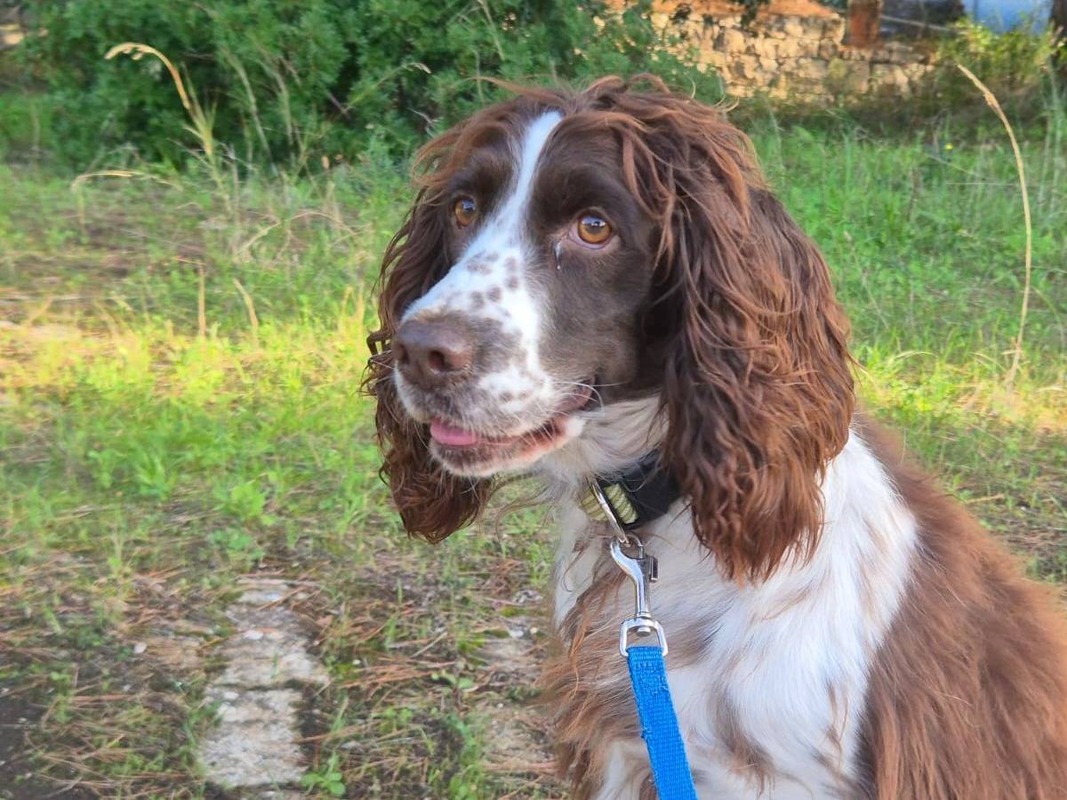 Adozione cane, maschio, Spaniel Razza sconosciuta, 3 anni e 2 mesi, taglia media contenuta, Bari