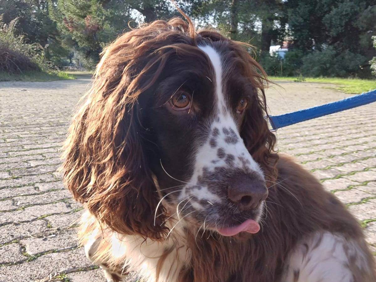 Adotta un cane, maschio, 3 anni e 2 mesi, Bari