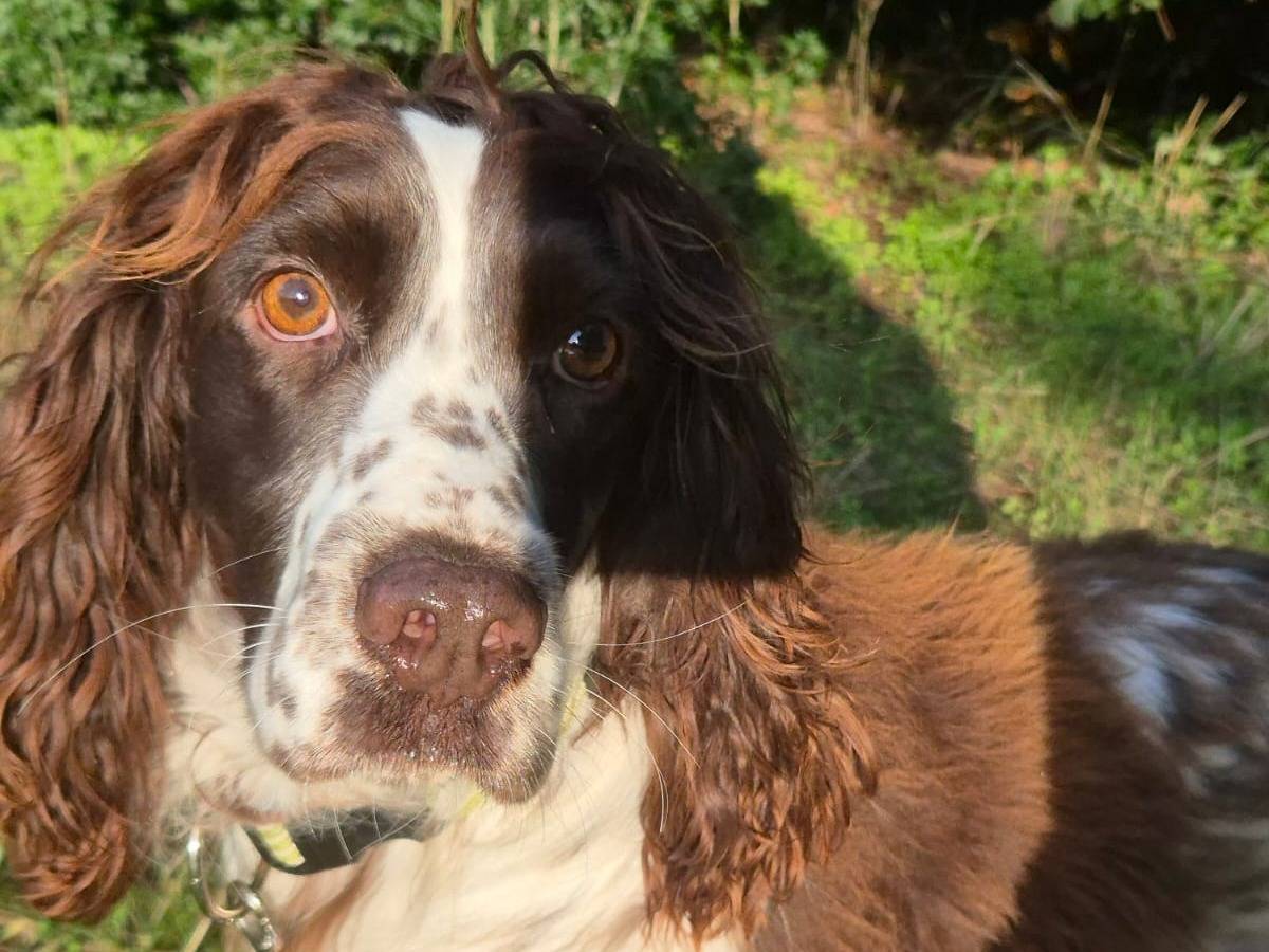 Adotta un cane, taglia media contenuta, maschio, Bari
