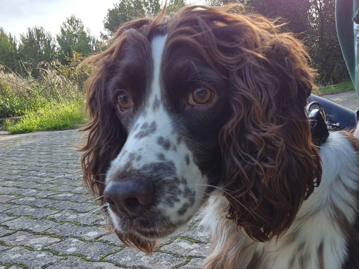 Vuoi adottare un cane a Bari?