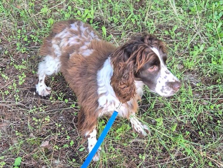 Adotta il cane Sirio a Bari