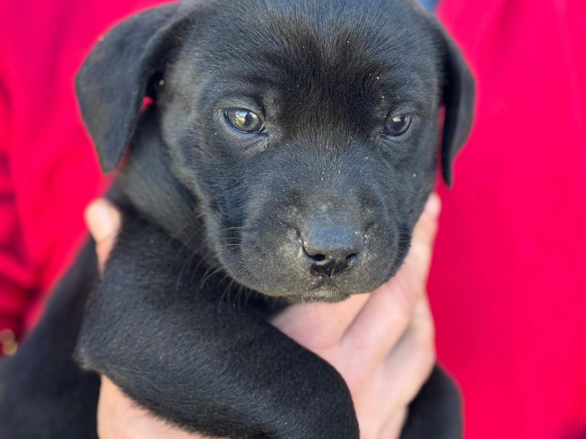 Adozione cane, femmina, Labrador Retriever Razza sconosciuta, 2 mesi, taglia media, Frosinone