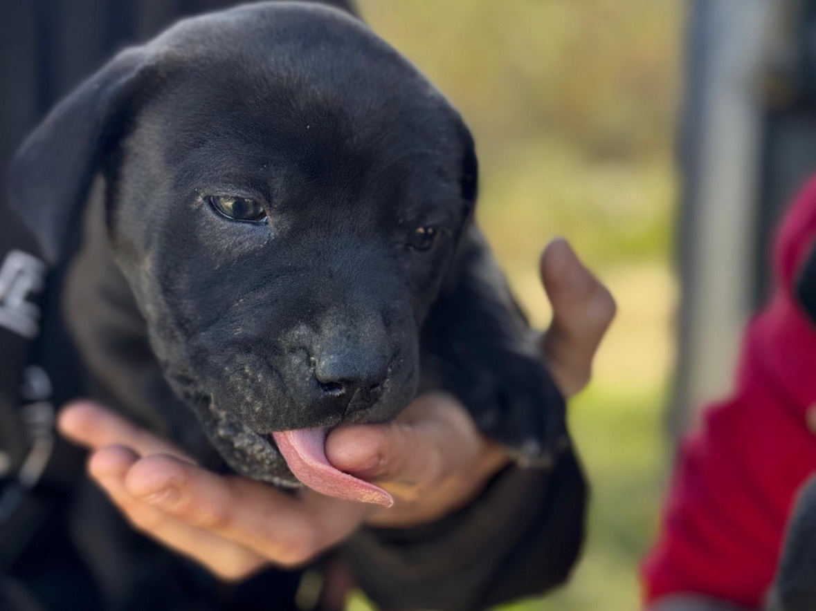Adotta un cane, femmina, 2 mesi, Frosinone