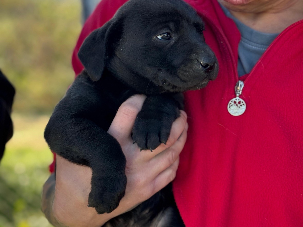 Adotta un cane, femmina, 2 mesi, Frosinone