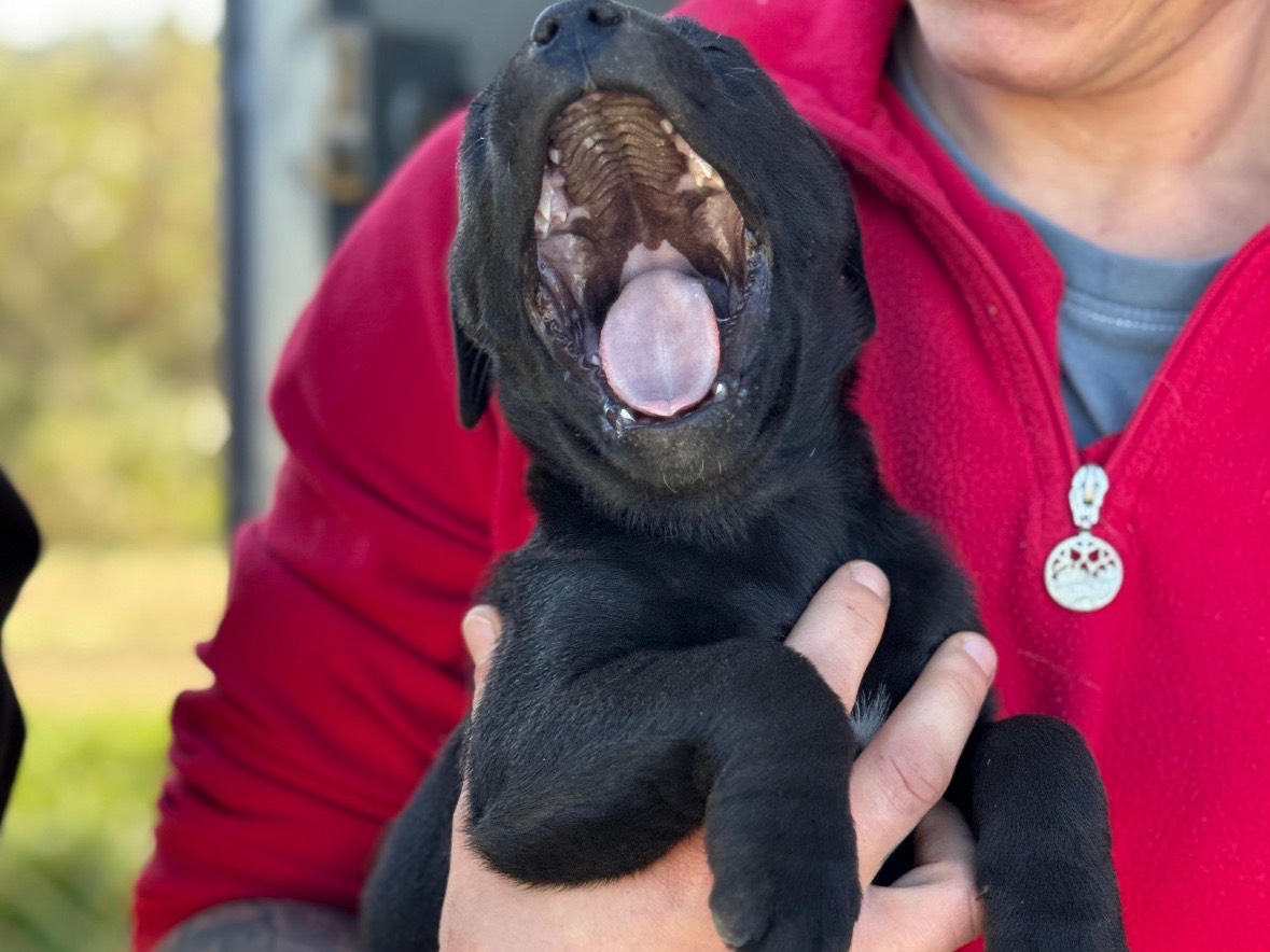 Adotta un cane, taglia media, femmina, Frosinone