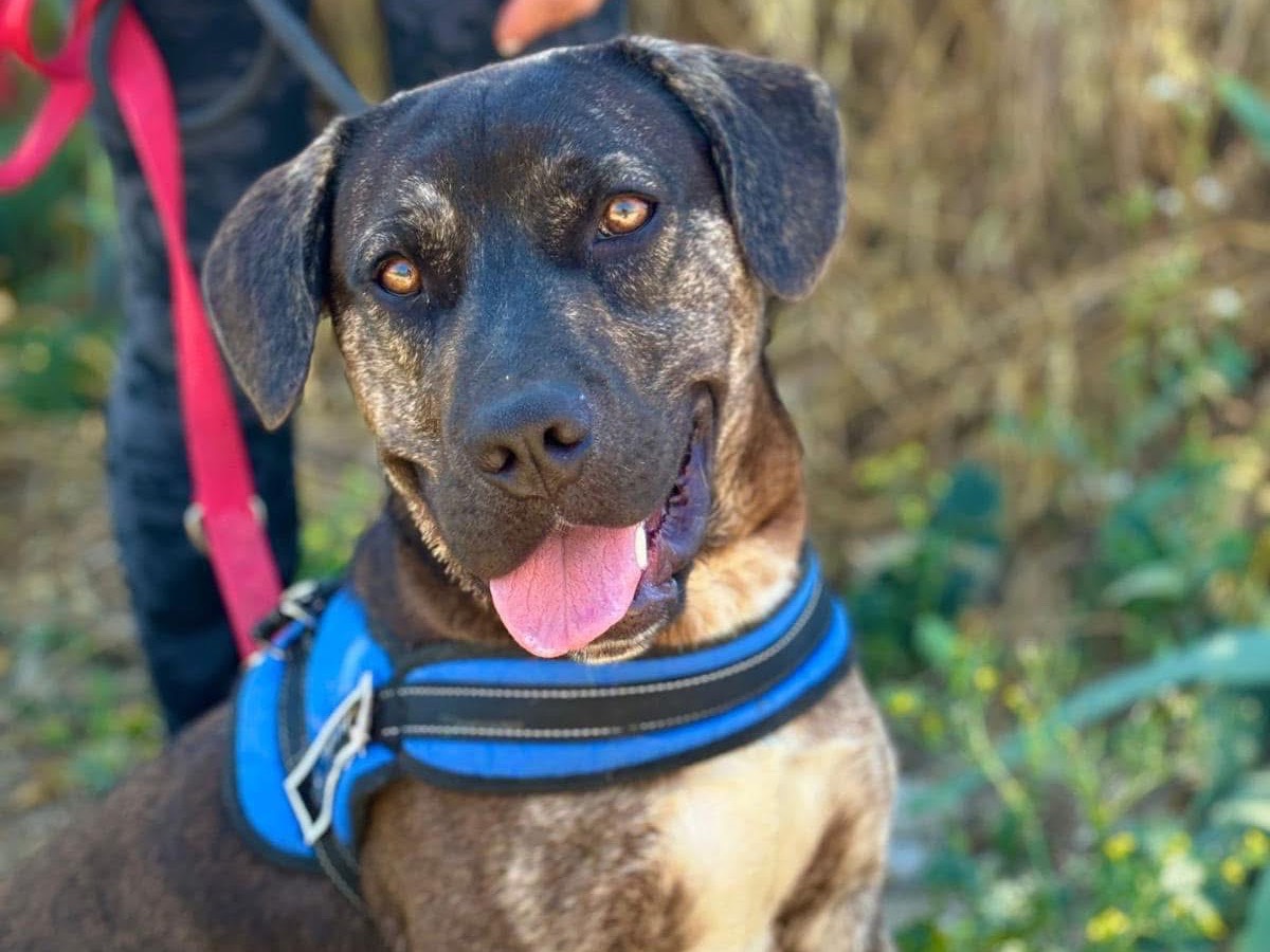 Adozione cane, maschio, Razza sconosciuta Razza sconosciuta, 2 anni e 2 mesi, taglia media, Napoli