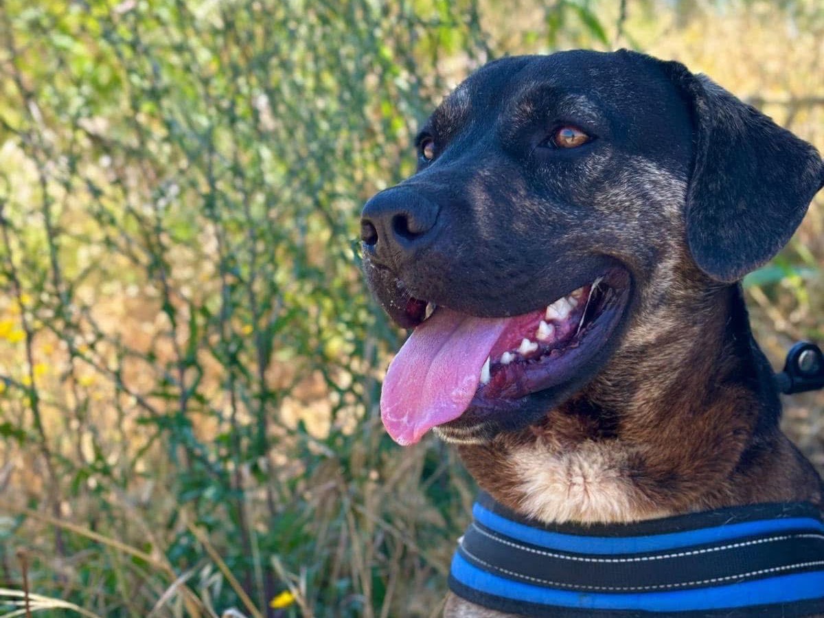 Adotta un cane, taglia media, maschio, Napoli