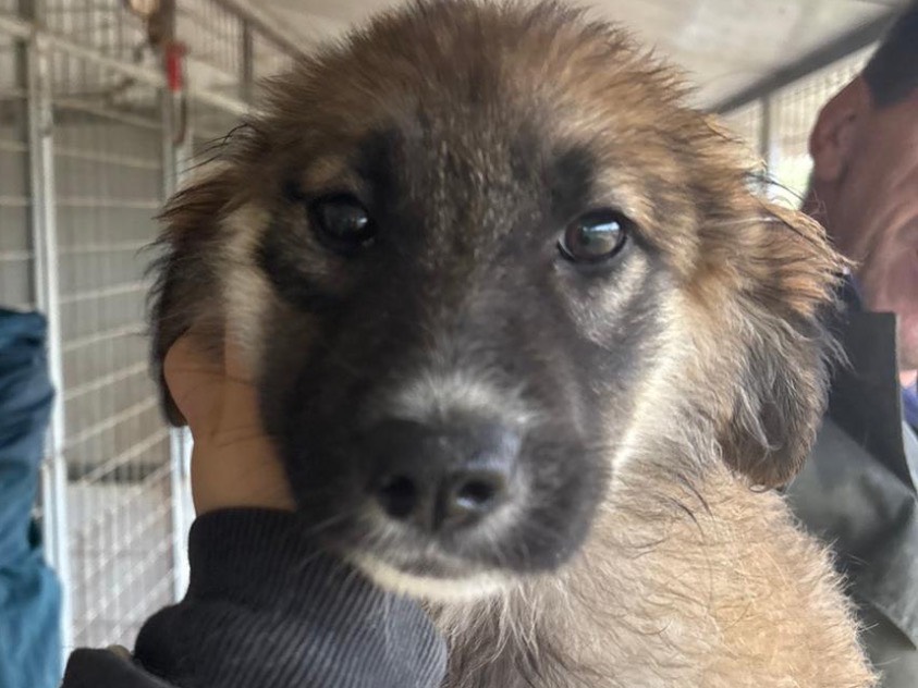 Adozione cane, femmina, Razza sconosciuta Razza sconosciuta, 3 mesi, taglia media, Frosinone