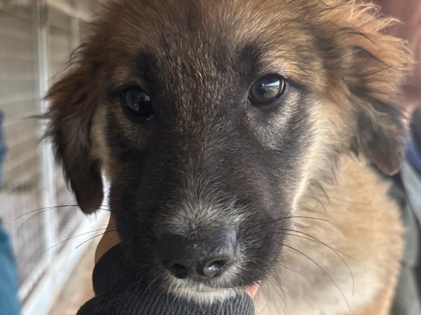 Adotta un cane, femmina, 3 mesi, Frosinone