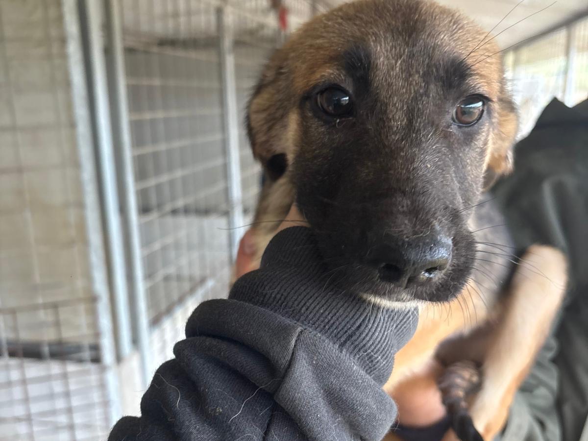 Adozione cane, maschio, Razza sconosciuta Razza sconosciuta, 3 mesi, taglia media, Frosinone