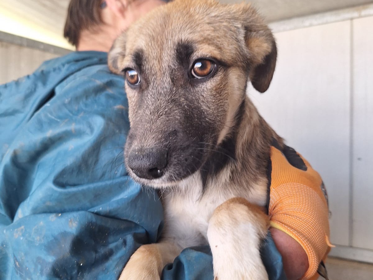 Vuoi adottare un cane a Frosinone?