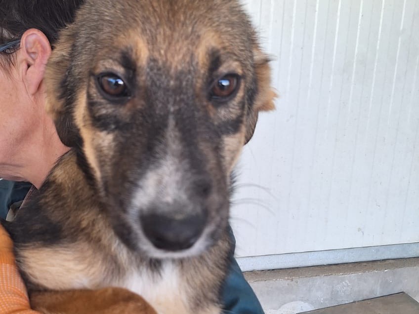 Adozione cane, maschio, Razza sconosciuta Razza sconosciuta, 3 mesi, taglia media, Frosinone